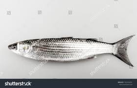 Image result for Liza aurata