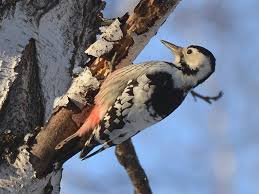 Attēlu rezultāti vaicājumam “Dendrocopos leucotos male”