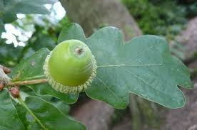 Attēlu rezultāti vaicājumam “Quercus robur bud”