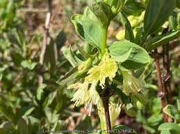 Attēlu rezultāti vaicājumam “Lonicera caerulea var. pallasii flower”