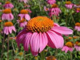 Attēlu rezultāti vaicājumam “Echinacea purpurea flower”