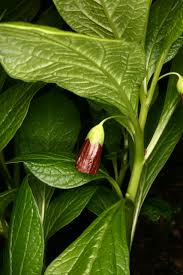 Attēlu rezultāti vaicājumam “Scopolia carniolica flower”
