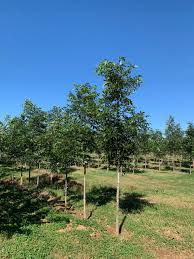 Attēlu rezultāti vaicājumam “Carya ovata”