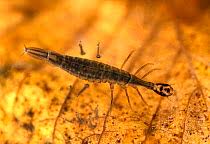 Attēlu rezultāti vaicājumam “Acilius sulcatus male”