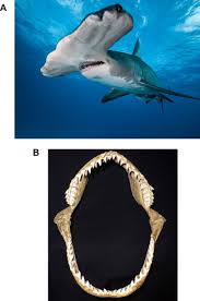 Image result for Sphyrna