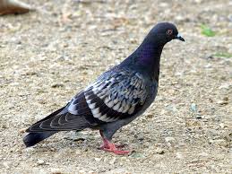 Attēlu rezultāti vaicājumam “Columba livia f. domestica adult”