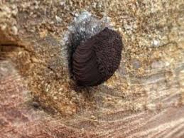 Attēlu rezultāti vaicājumam “Stemonitis herbatica young”