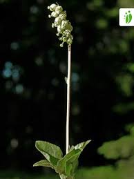 Attēlu rezultāti vaicājumam “Orthilia secunda flower”