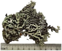 Attēlu rezultāti vaicājumam “Menegazzia terebrata”