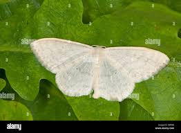 Attēlu rezultāti vaicājumam “Scopula floslactata”