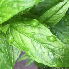 Attēlu rezultāti vaicājumam “Epilobium roseum”