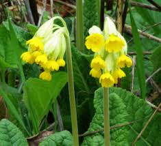 Attēlu rezultāti vaicājumam “Primula veris”