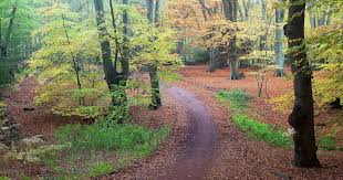 Image result for Epping Runners