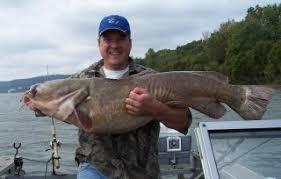 Image result for Pylodictis olivaris