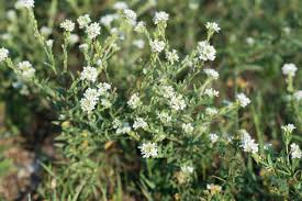 Attēlu rezultāti vaicājumam “Berteroa incana flower”