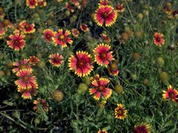 Image result for Gaillardia pulchella