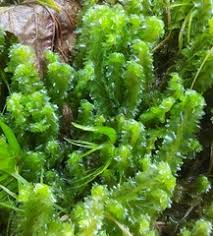 Attēlu rezultāti vaicājumam “Barbilophozia barbata”