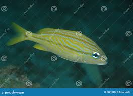 Image result for Haemulon flavolineatum