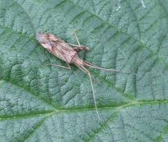 Attēlu rezultāti vaicājumam “Phytocoris varipes”