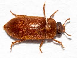 Attēlu rezultāti vaicājumam “Byturus ochraceus”