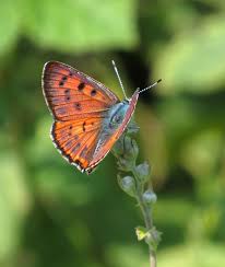 Attēlu rezultāti vaicājumam “Lycaena alciphron”