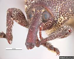 Attēlu rezultāti vaicājumam “Pissodes piniphilus”