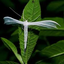 Attēlu rezultāti vaicājumam “Pterophorus pentadactyla”