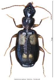 Attēlu rezultāti vaicājumam “Calodromius spilotus”