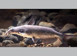 Image result for Ictalurus punctatus