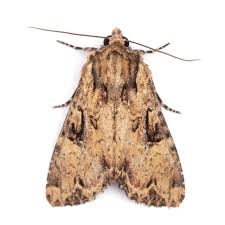 Attēlu rezultāti vaicājumam “Apamea epomidion”