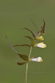 Attēlu rezultāti vaicājumam “Melampyrum pratense bud”