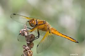Attēlu rezultāti vaicājumam “Libellula fulva male”