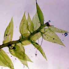 Attēlu rezultāti vaicājumam “Eurhynchium hians”