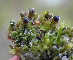 Attēlu rezultāti vaicājumam “Jungermannia sphaerocarpa”