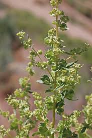 Attēlu rezultāti vaicājumam “Atriplex calotheca”