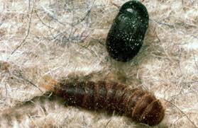 Attēlu rezultāti vaicājumam “Dermestidae”