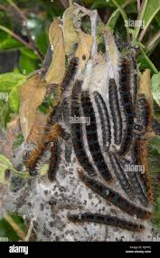 Attēlu rezultāti vaicājumam “Eriogaster lanestris larva”