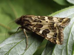 Attēlu rezultāti vaicājumam “Protoschinia scutosa”