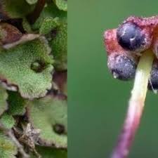 Attēlu rezultāti vaicājumam “Preissia quadrata”