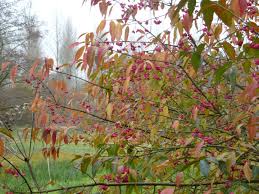 Attēlu rezultāti vaicājumam “Euonymus europaeus”