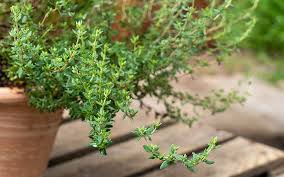 Image result for Thymian