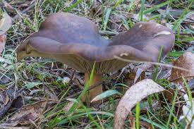 Attēlu rezultāti vaicājumam “Collybia sp.”