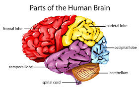 Image result for map of the brain