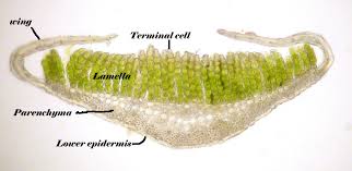 Attēlu rezultāti vaicājumam “Polytrichales”