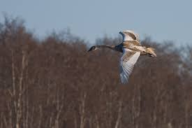 Attēlu rezultāti vaicājumam “Cygnus olor juvenile”