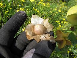 Attēlu rezultāti vaicājumam “Nicandra physalodes”