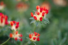 Image result for Anthyllis vulneraria rubra