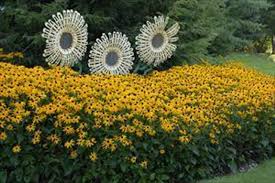 Image result for Rudbeckia fulgida