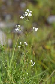Attēlu rezultāti vaicājumam “Galium uliginosum”