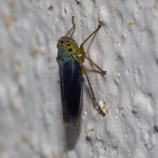 Attēlu rezultāti vaicājumam “Cicadella viridis female”